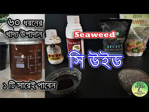 ভিডিও: চিরসবুজ গাছ কি জন্য ব্যবহৃত হয়?