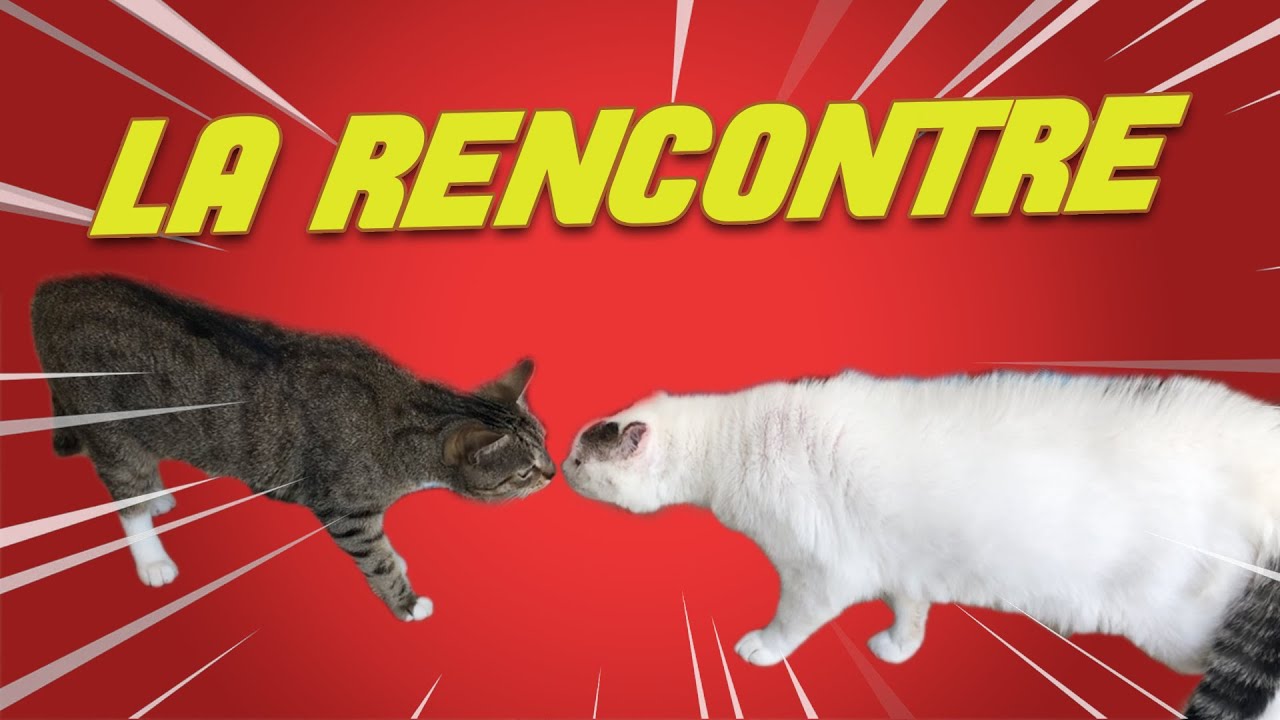 mon copain chat sur des sites de rencontre