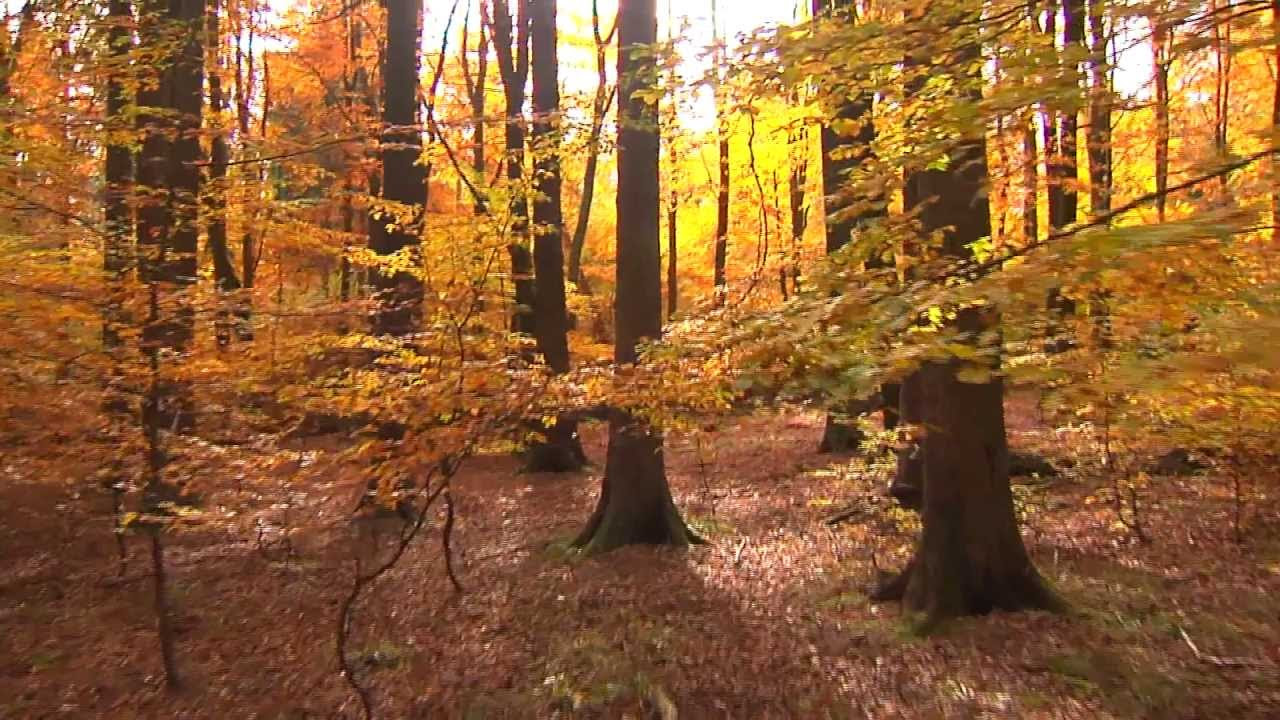 Bundesweites Junior-Ranger-Treffen 2015 - Wald Wasser Wildnis