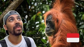 Stretli sme divoké ORANGUTANY v džungli🇮🇩