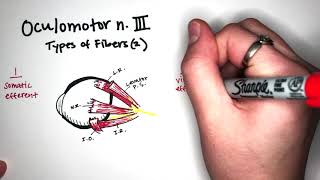 Part 4 Of 13 - Cn Iii Oculomotor Nerve