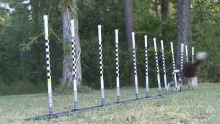 Chaos Weave Entries, Flyball Jumps, Out Arounds