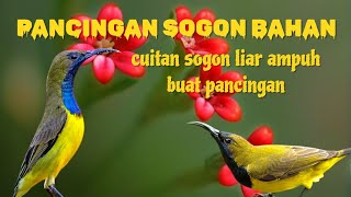 PANCINGAN SOGON BAHAN | cuitan sogon liar