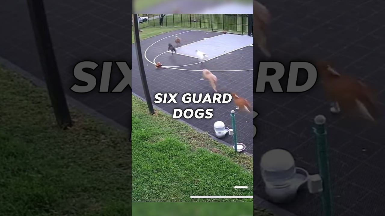 Man Trespasses Into Backyard and Gets CAUGHT