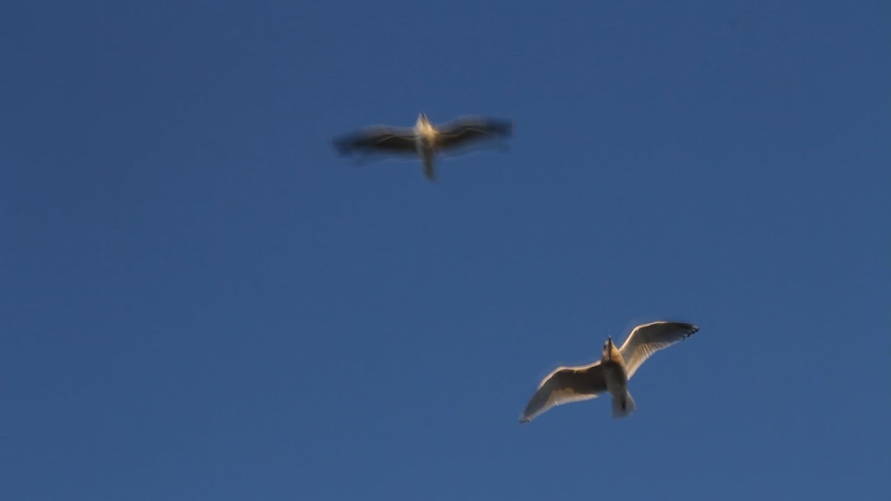 Seagull pooping on camera YouTube