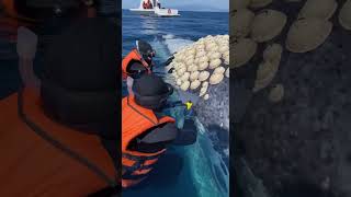 rescatamos ballena gris llena de percebes