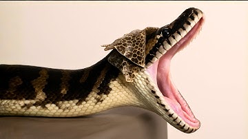 The Hidden Process Behind a Giant Python Shedding – Real Video