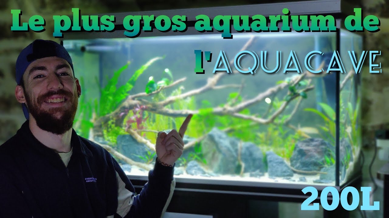 Je veux un super aquarium ! : Femme Actuelle Le MAG