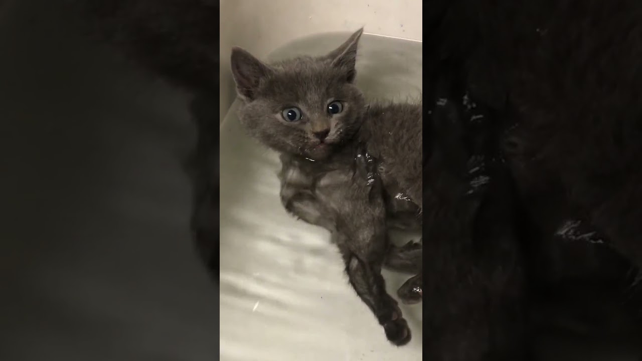 Kitten Bath Time - 🤣 (LOL!)
