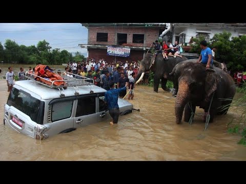 Nepal flooding: elephants rescue stranded tourists