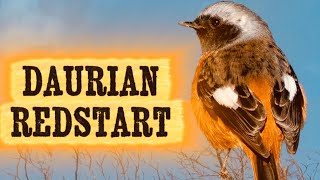 Daurian Redstart