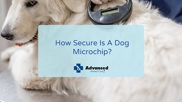How Secure Is A Dog Microchip?