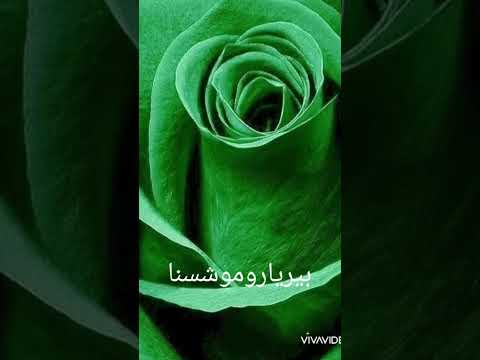 لمحبين الورود الخضراء