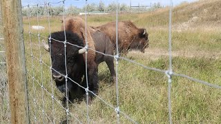 Bison in rut