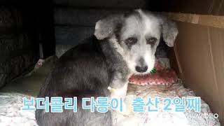 강아지 출산 후 보양식 거부  생후 2일째 보더콜리 다롱이 아홉마리 예쁜강아지  꼬물이 반려동물[201117]