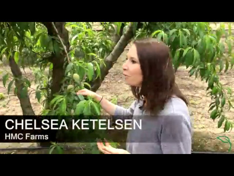 Video: Fakti par persiku konkurentiem: kā mājās audzēt Contender persikus