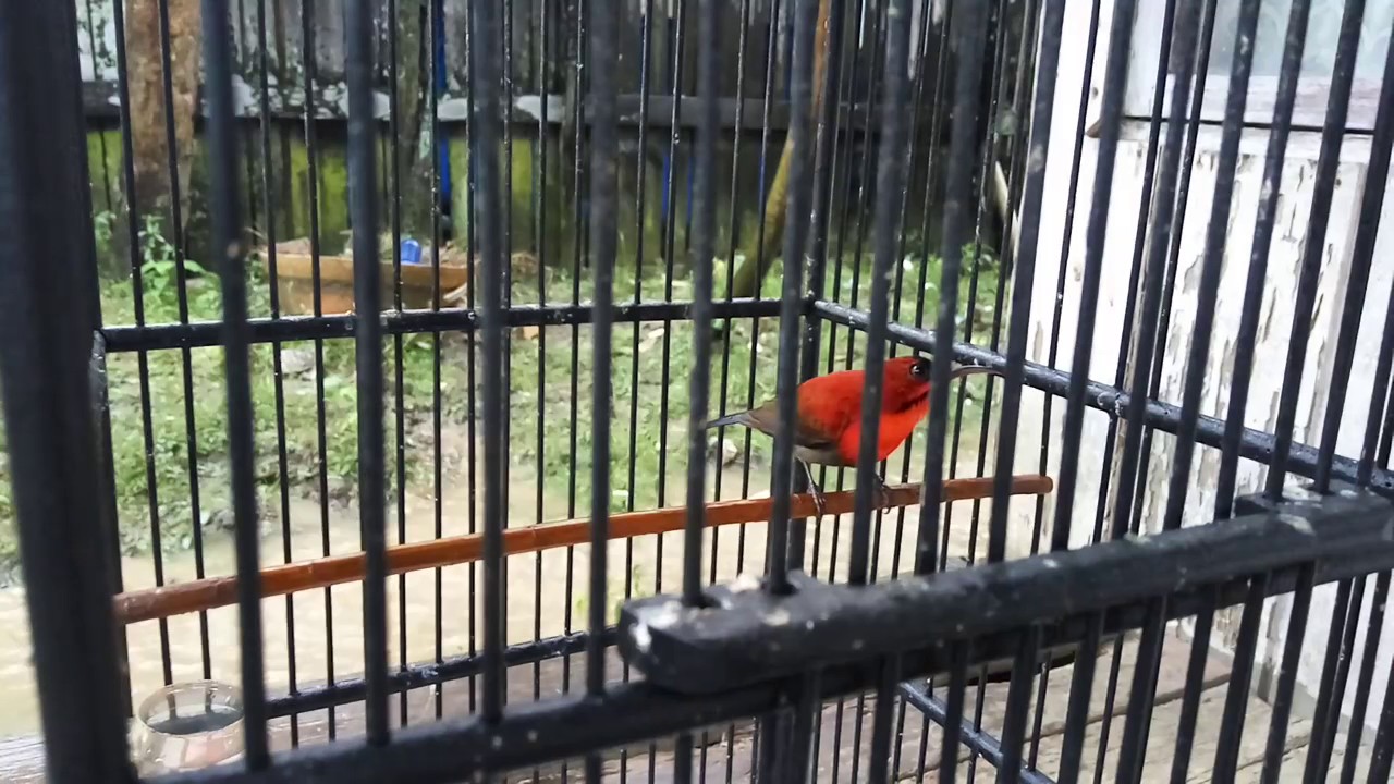 Kolibri Sepah Raja Begini Cara Merawatnya Biar Cepat Gacor