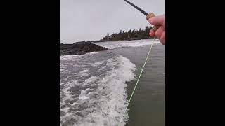 This fly SLAYED surf perch