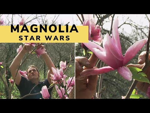 Video: Star Magnolia Care - Consejos para cultivar árboles de magnolia estrella