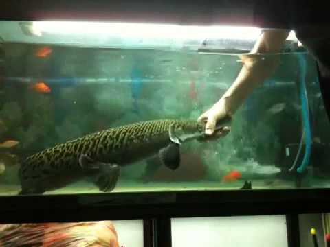 Web Extra! - Trinity River, Texas Alligator Gar 