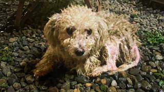 If You're Here Tomorrow, I'll Adopt You: I Told This Stray Dog