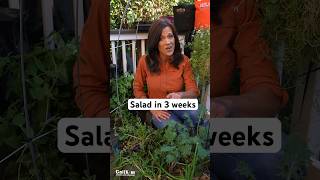 Seed to Salad in 3 weeks-yes you can