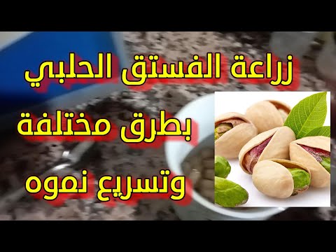 زراعة الفستق الحلبي بطرق مختلفة وتسريع نموه      