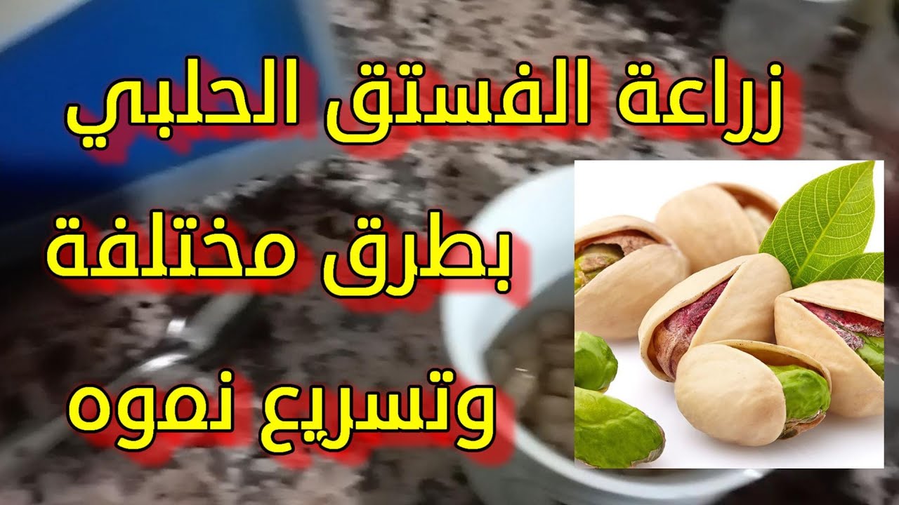 زراعة الفستق الحلبي بطرق مختلفة وتسريع نموه. Growing pistachios from seeds .  #bijan_bio
