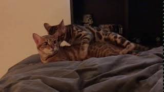 Bengal cat love making... FAIL!