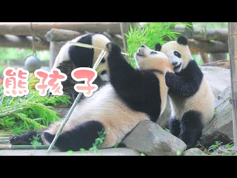 《熊貓早晚安》家有熊小子 | iPanda熊貓頻道