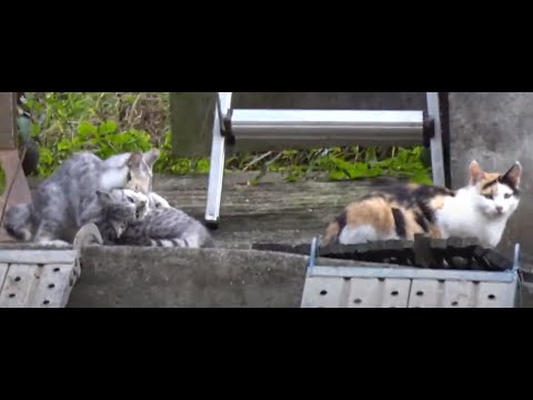 귀여운 아기 고양이와 엄마 삼색이 고양이의 행복한 시간 보내기 a happy <strong>time</strong> with two cute kitten and a three-colored  Mother <strong>Cat</strong>