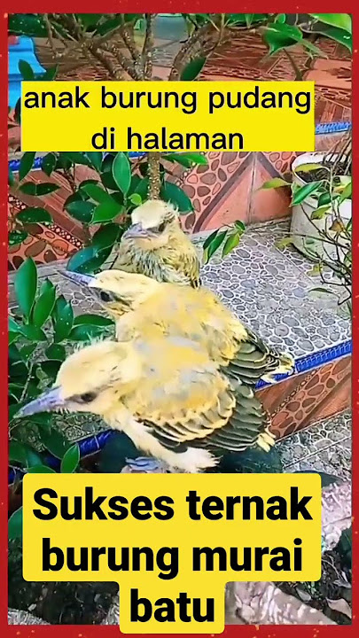 sukses ternak burung pudang #burung #pikatburung