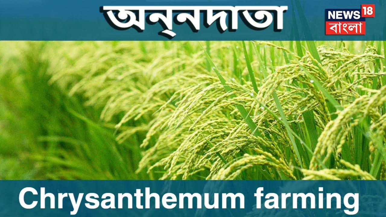 Farming Of Chrysanthemum ANNADATA YouTube