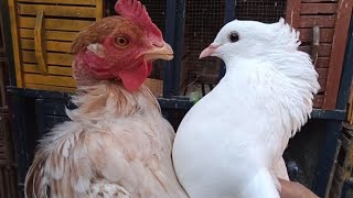 طريقه تزاوج الحمام مع الدجاج،/الفراخ😲/Method of crossbreeding pigeons with chickens