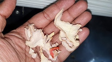 Ginger  Slices Flacks Dehydration - Drying, Part-2 by by Mahatma Brijmohan Technicals, India