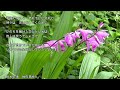 2024-7-3 実らぬ恋/永井龍雲
