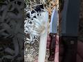 ⚡ How to make feather stick with Condor Bushlore featherstick making feathersticking demo test