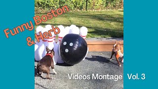 Funny Boston & Herb Video Montage  Vol. 3 by Boston the Boston 6,145 views 5 months ago 6 minutes, 9 seconds