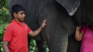 Amazing Love among a Family & an Elephant (පුදුමාකාර වූ අලි මිනිස් ආදර කතාවක්)
