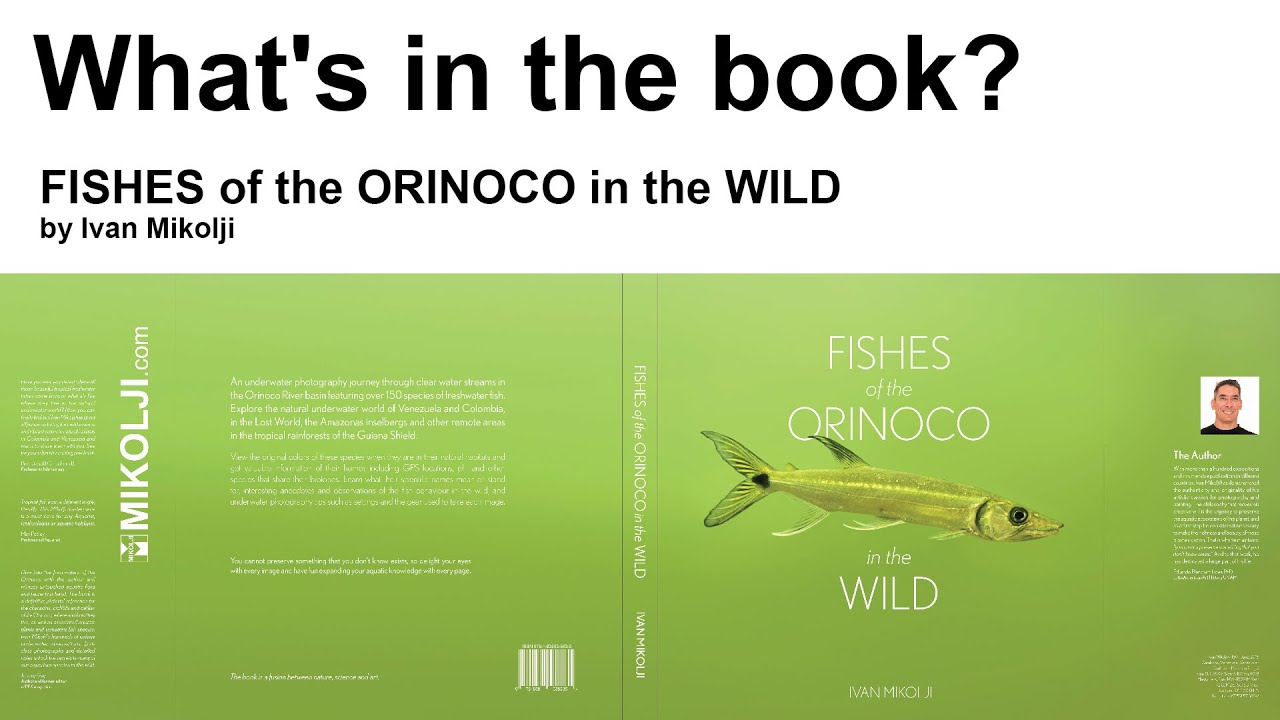 Fishes of the Orinoco in the Wild | Mikolji | River Explorer