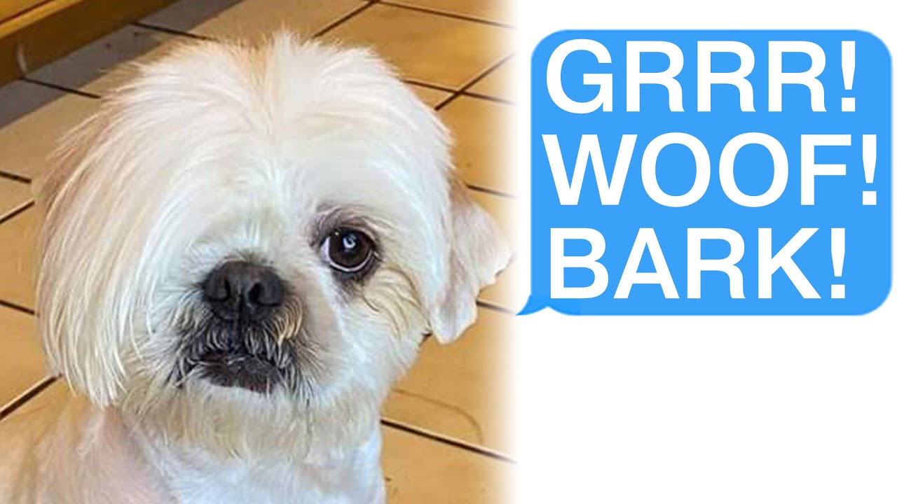 r/AITA Я и моя собака стали Карен!