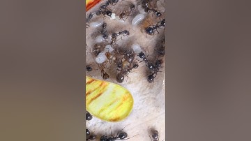 Under the microscope, ants seem like tiny robots on a mission.#antcolony