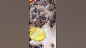 Under the microscope, ants seem like tiny robots on a mission.#antcolony