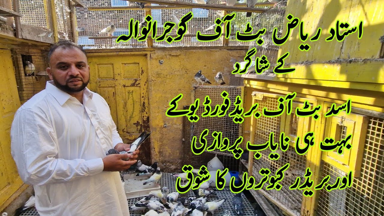 Ustad Riaz Whtasp Ustad Riaz Butt K Shagir Asad Butt Of Bradford K Nayab Kabooter - YouTube