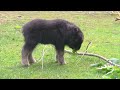 Playful baby muskox gets the zoomies