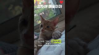 #감자야오늘따라이뻐#고양이#길냥이구조 #길고양이#cat#길냥이#고양이일상 #반려묘#고양이영상#고양이집사#고양이새끼#고양이훈련#고양이간식#고양이출산#새끼고양이#새끼#baby#애완동물