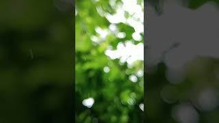 Leaves Fresh Showing in the Day Time Nature Video 2