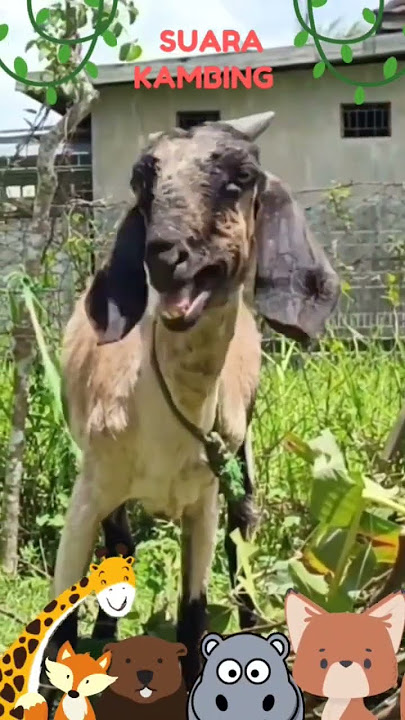 Suara Embek ,Kambing Lucu #subscribe