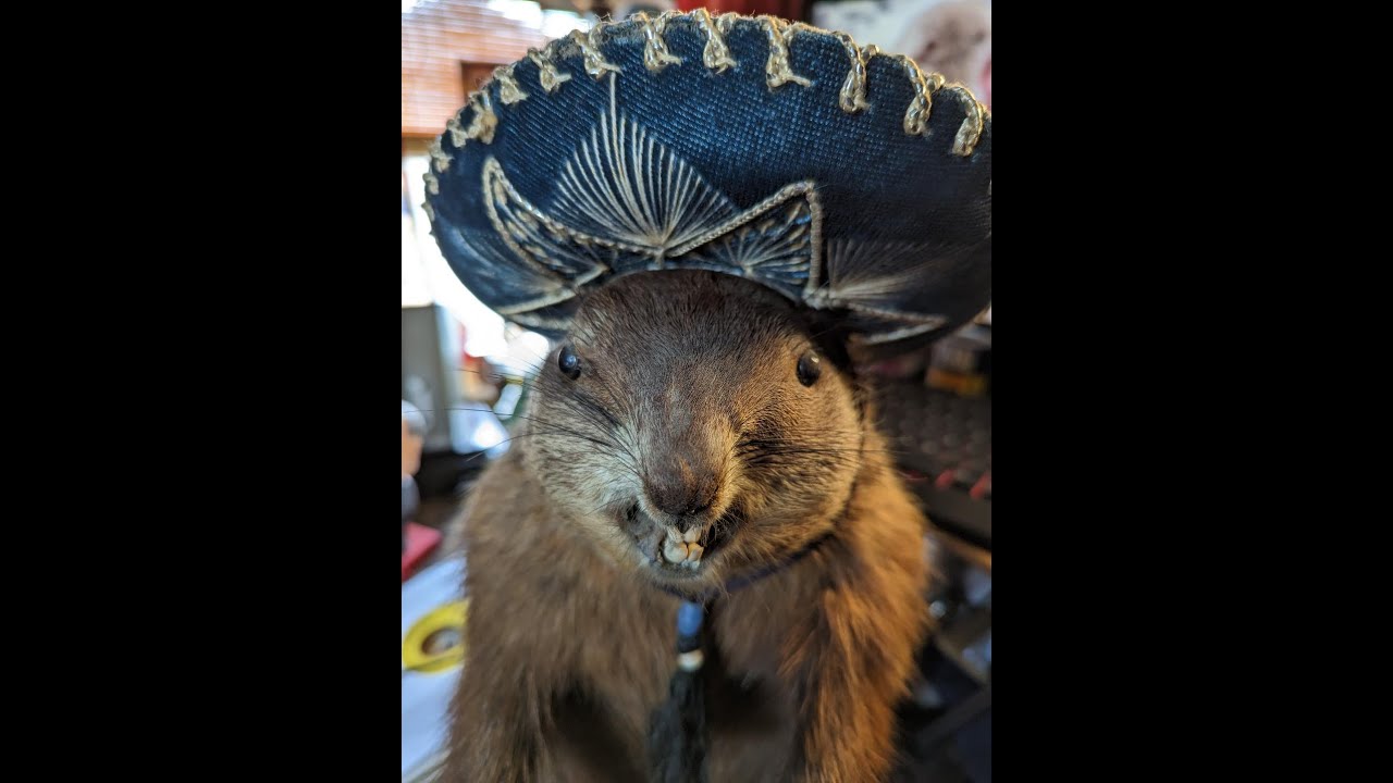 Chat, Scores, Records with Tink and Gregory Groundhog