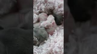 One week old Teddywidder bunnies! #teddywidder #dwarfbunny #newbornbaby